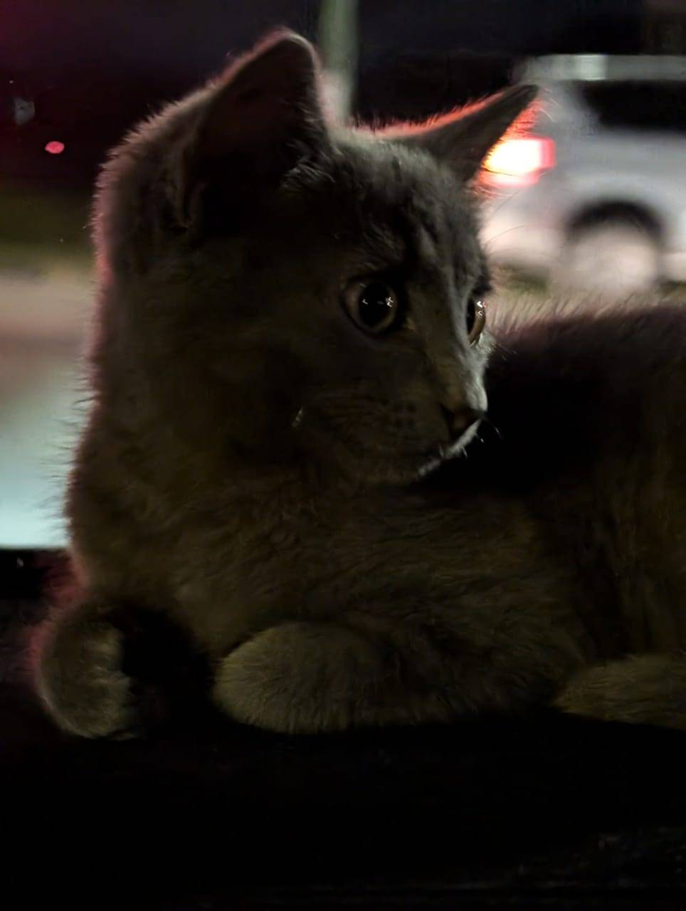 A cute cat